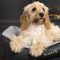 Scruffs Windsor Box Bed kutyaágy charcoal 